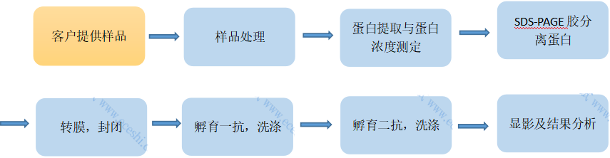 /information/image/2022/06/29/258058ec017705a1c6e26f4cac7791be.png wb.png